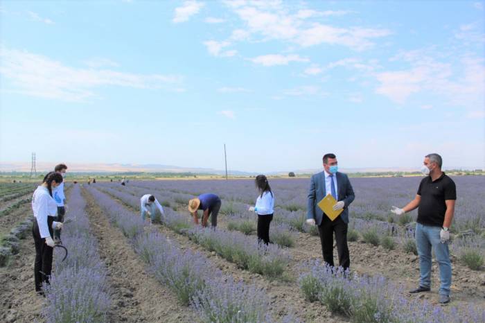 Волонтеры Агентства по развитию МСБ Азербайджана оказывают помощь фермерам