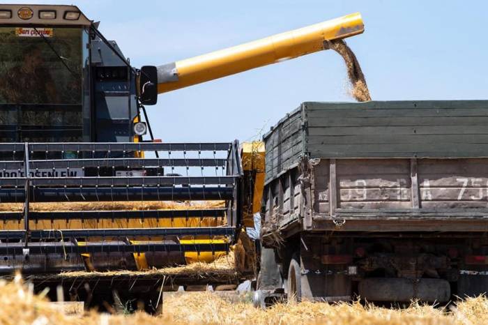 Сбор зерновых в Азербайджане завершен на 49%