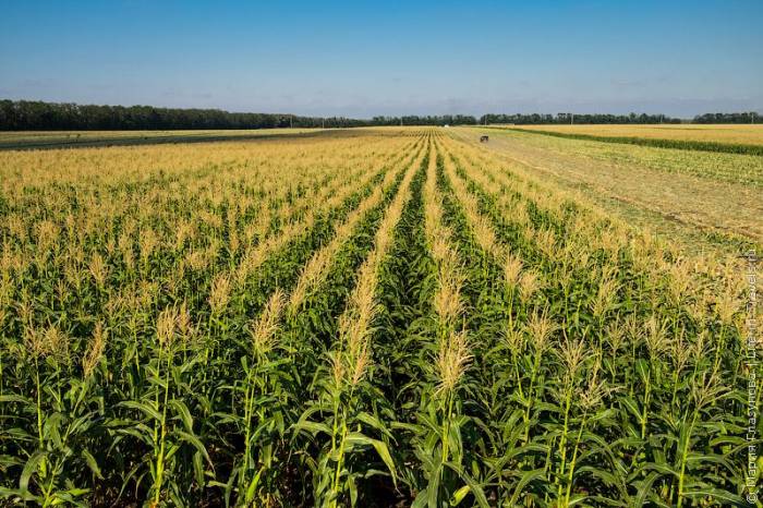 В Азербайджане начинается масштабный посев кукурузы
