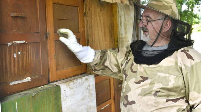 Регион Хорватии из-за гибели 50 млн пчел объявлен зоной стихийного бедствия
