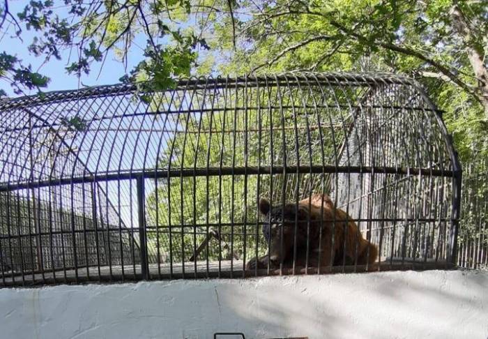 МЭПР распространил информацию о медведе, пойманном вчера в центре Шеки