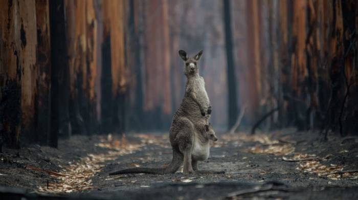 Около 3 млрд животных погибли или пострадали при лесных пожарах в Австралии
