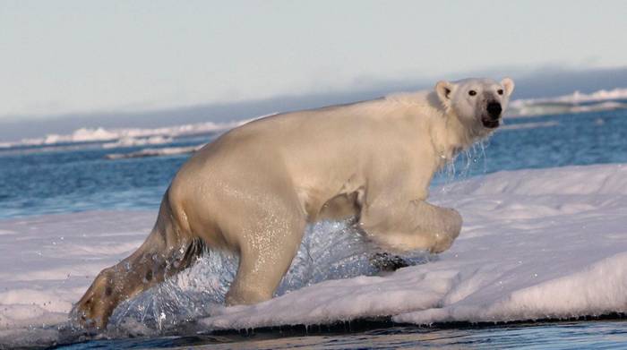 Белые медведи могут исчезнуть к 2100 году - ученые
