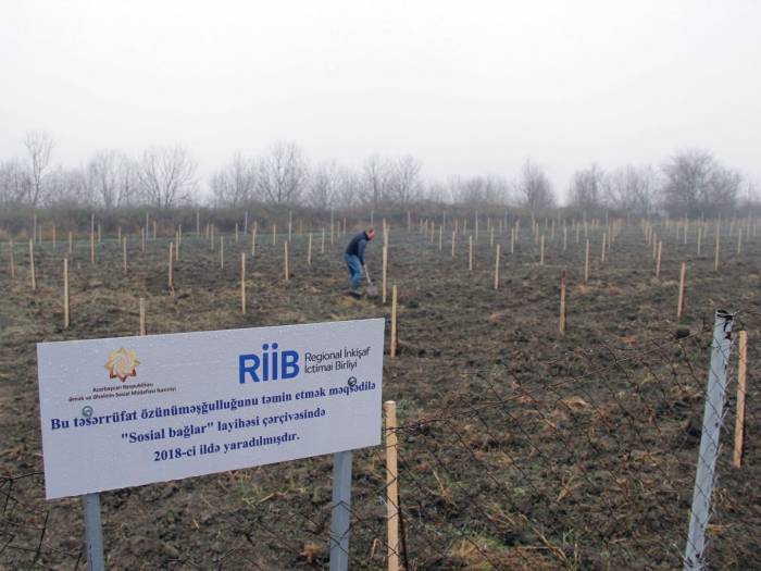 В Азербайджане создадут садовые хозяйства для 250 малообеспеченных семей - ФОТО