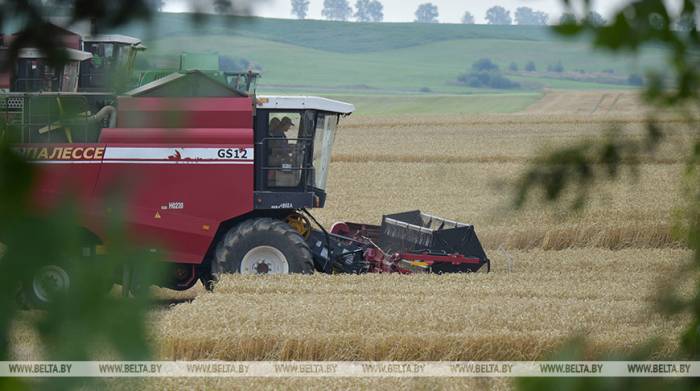 Лукашенко о видах на урожай: 9,5 млн т зерна - минимум, который должны взять в этом году
