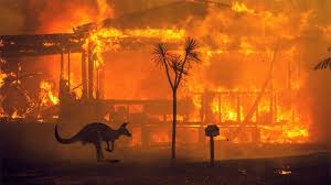 Свыше 3 млрд животных погибли в Австралии из-за лесных пожаров менее чем за год