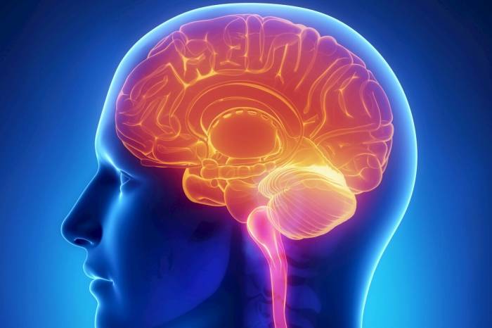 Ученые рассчитали оптимальный объем кислорода для эффективной работы головного мозга