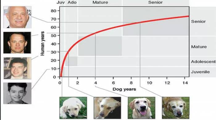 Разработана формула для точного определения «человеческого» возраста собаки