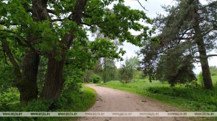 Запреты и ограничения на посещение лесов действуют в 18 районах Беларуси
