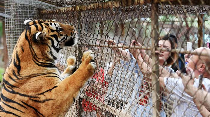 В Бакинском зоопарке родился тигренок
