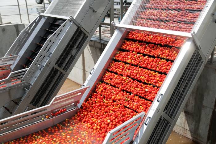 Туркменское предприятие «Рухубелент» приступило к переработке плодоовощного урожая
