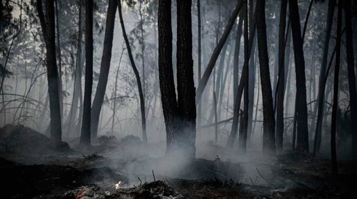Более 500 га леса сгорело во Франции
