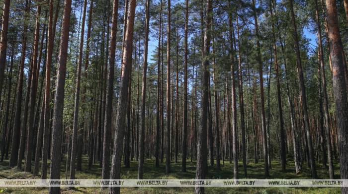 Более 880 лесных пожаров произошло в Беларуси с начала года
