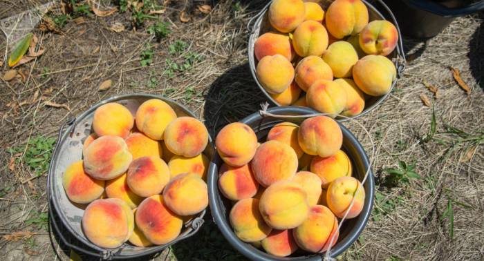 Из Грузии экспортировано более 16 тысяч тонн персиков и нектаринов