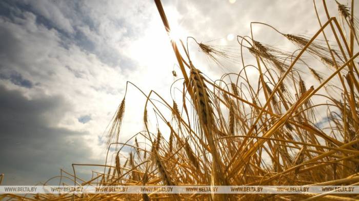 Белорусские аграрии намолотили почти 4,8 млн т зерна

