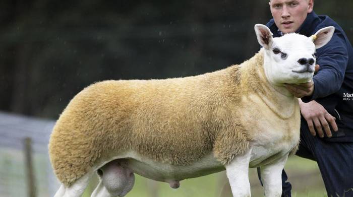 В Шотландии на аукционе продали самого дорогого в мире барана
