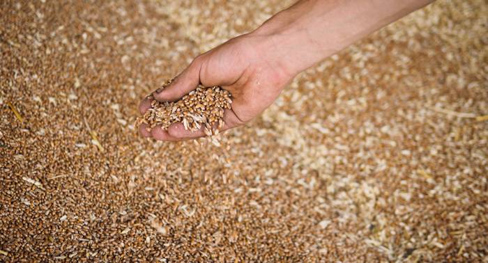 Пшеница и мука будут: в Таджикистане завершается сбор зерновых культур
