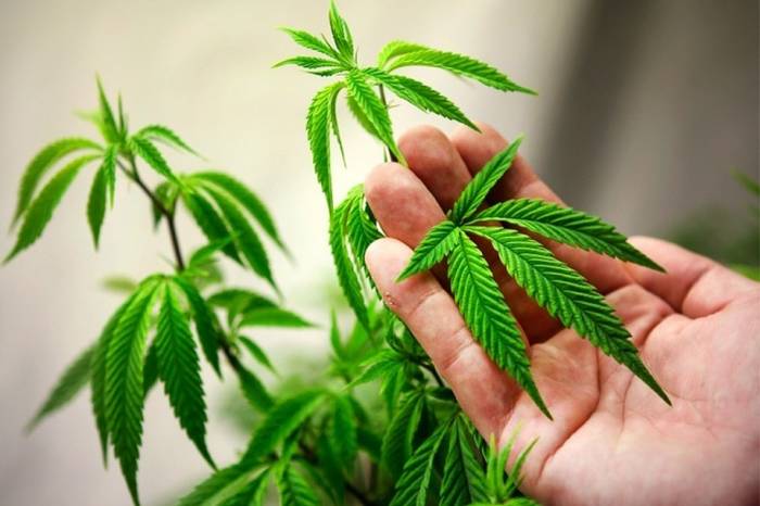 Палата представителей США в сентябре проголосует по вопросу о легализации марихуаны
