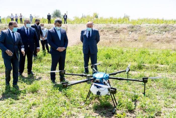 В Агджабеди обработали ядохимикатами кукурузные поля посредством дронов