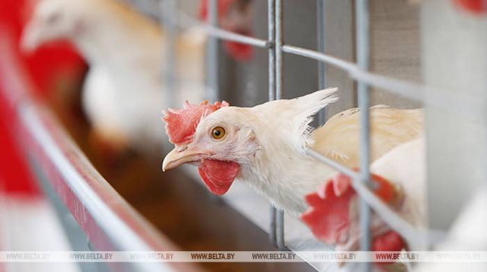 Беларусь ограничивает ввоз птицы из региона Австралии из-за птичьего гриппа

