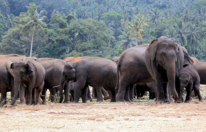 В Зимбабве обнаружили 11 слонов, умерших по непонятным причинам
