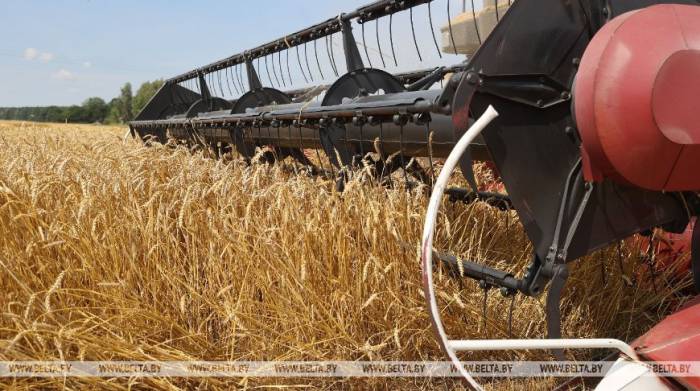 В Беларуси намолотили 6,5 млн т зерна
