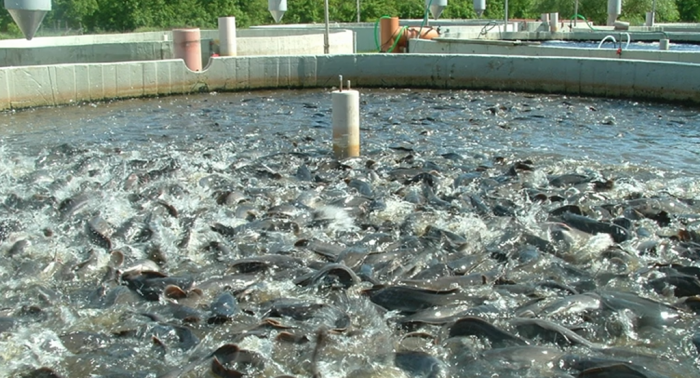 В Таджикистане на развитие рыбоводства потрачено свыше 6,1 млн. сомони
