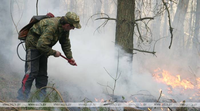 Почти 1 тыс. лесных пожаров произошла в Беларуси с начала года
