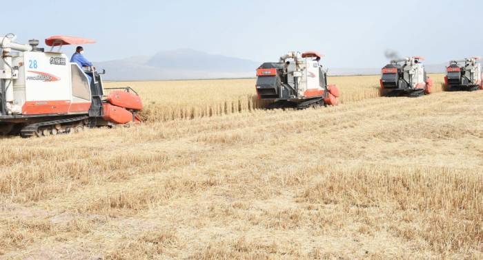 ФАО предупредила о падении производства пшеницы в Таджикистане
