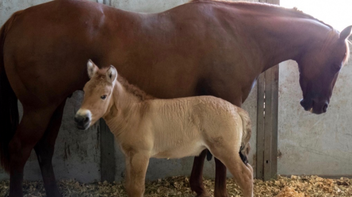 В США клонировали умершую 40 лет назад лошадь Пржевальского