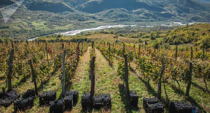 Ртвели 2020: в Грузии переработано 148,3 тысячи тонн винограда