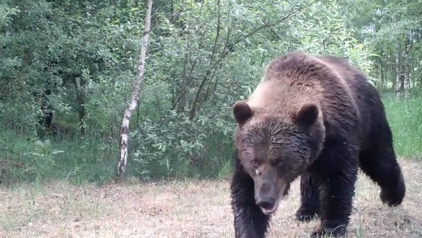 В Чернобыль впервые за сто лет вернулись медведи
