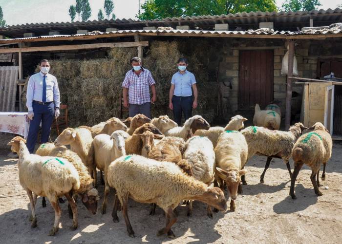 В прифронтовой зоне Азербайджана создаются малые хозяйства для семей, привлеченных к программе самозанятости