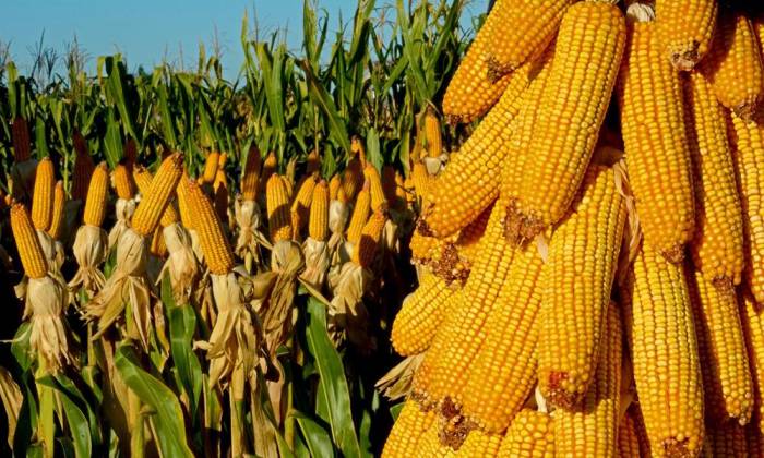 Повторный сев кукурузы удваивает доходы фермеров в Азербайджане
