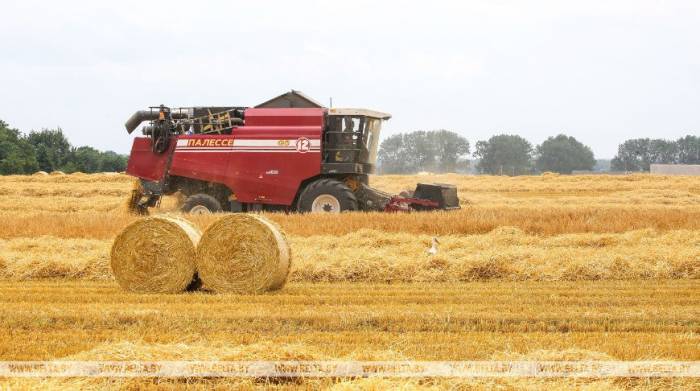 В Беларуси намолотили почти 8,1 млн т зерна
