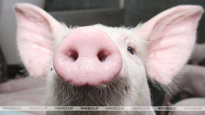 Беларусь ограничивает ввоз свинины из Германии из-за АЧС
