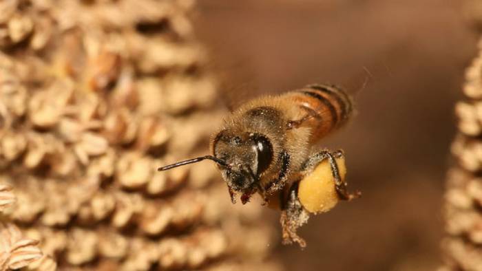 Ученые заявили, что пчелиный яд разрушает раковые клетки за 60 минут
