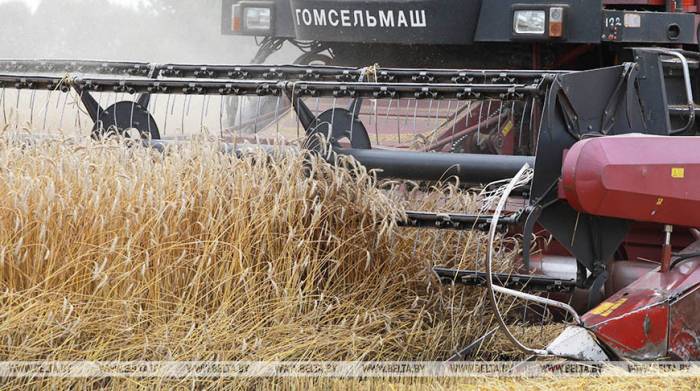 Белорусские аграрии намолотили 8,5 млн т зерна
