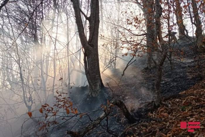 Потушен пожар, произошедший в лесу в Гёйгёле в результате артобстрела со стороны ВС Армении
