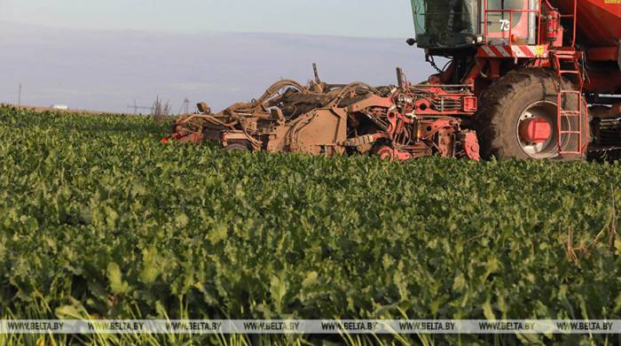 Белорусские аграрии убрали сахарную свеклу более чем с 40% площадей

