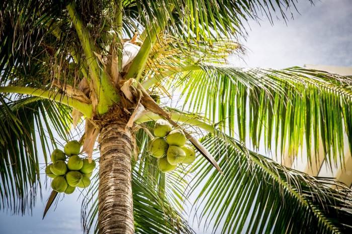 В Индонезии студентам разрешили платить за учебу кокосами и листьями
