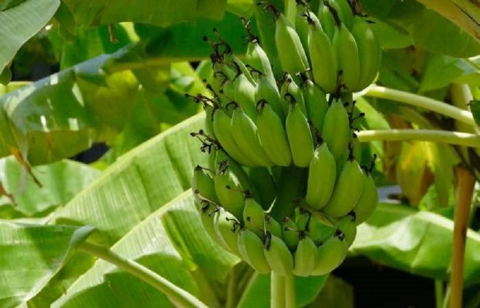 Предприниматели в Азербайджане начали выращивать бананы