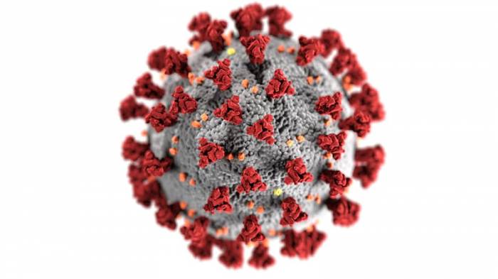 Иммунитет к коронавирусу может сохраняться годами — новое исследование
