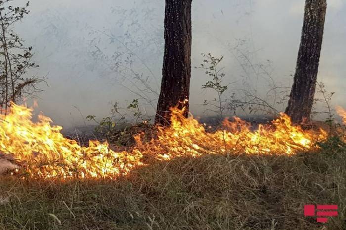 В результате артиллерийского обстрела армянами Дашкесана в лесу произошел пожар
