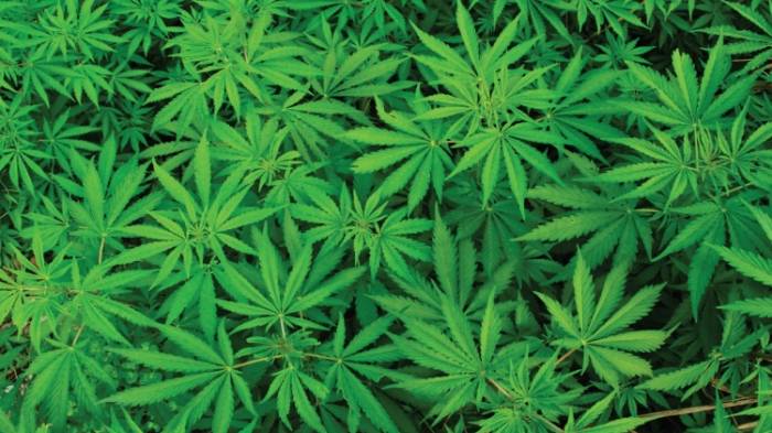 В Кыргызстане предлагают легализовать марихуану