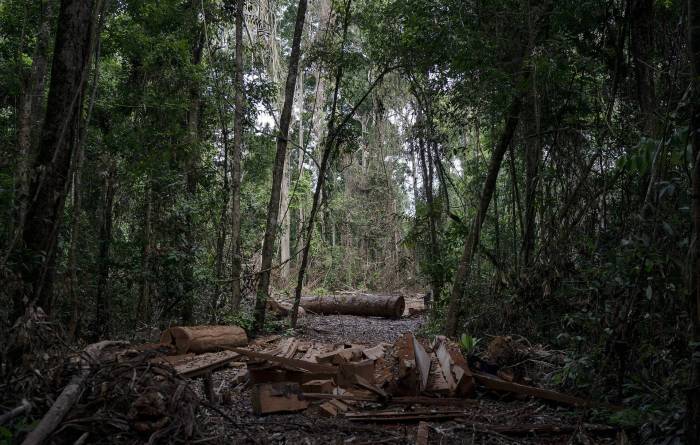 Тропические леса Бразилии начали не поглощать, а выделять углекислый газ