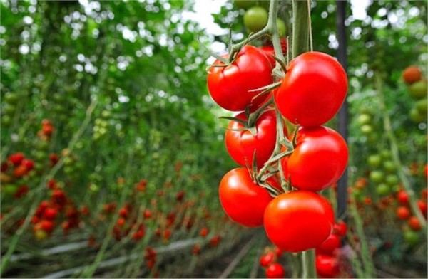 По результатам анализов в местных помидорах вирус коричневой морщинистости не обнаружен – АПБ Азербайджана