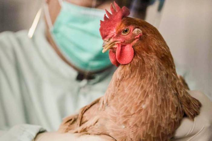 В Казахстане выплатили компенсации пострадавшим от птичьего гриппа
