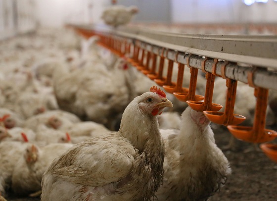 Азербайджан ограничил ввоз птицеводческой продукции из ряда стран

