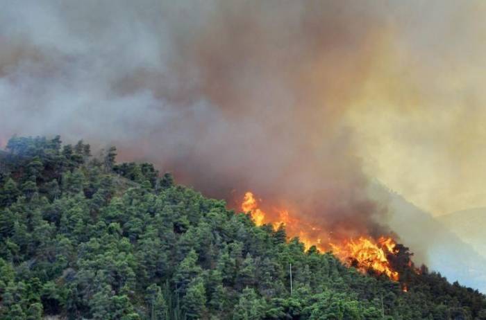 В Гирканском национальном парке произошел пожар